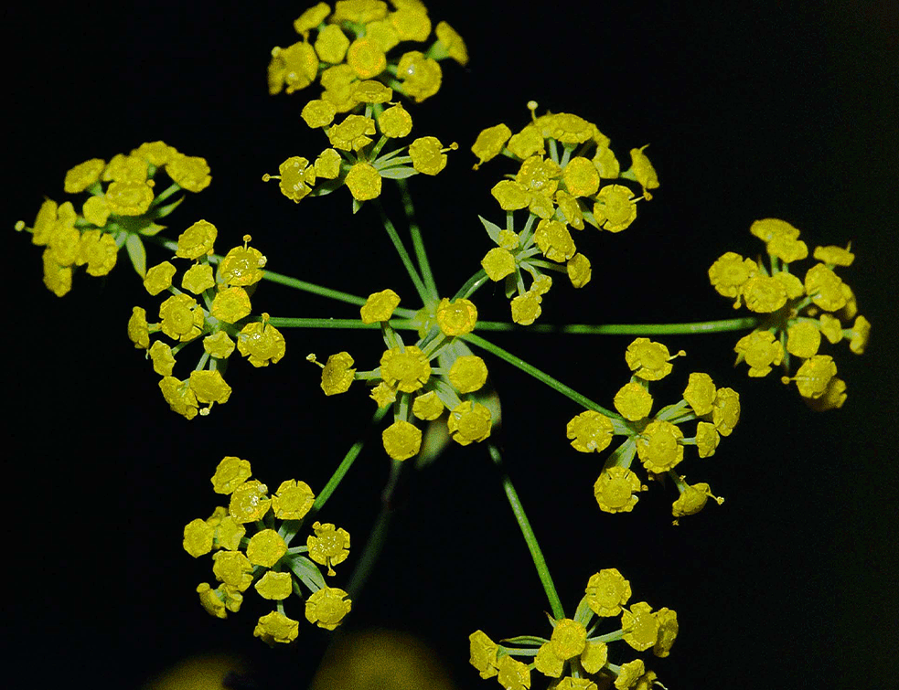 Bupleurum