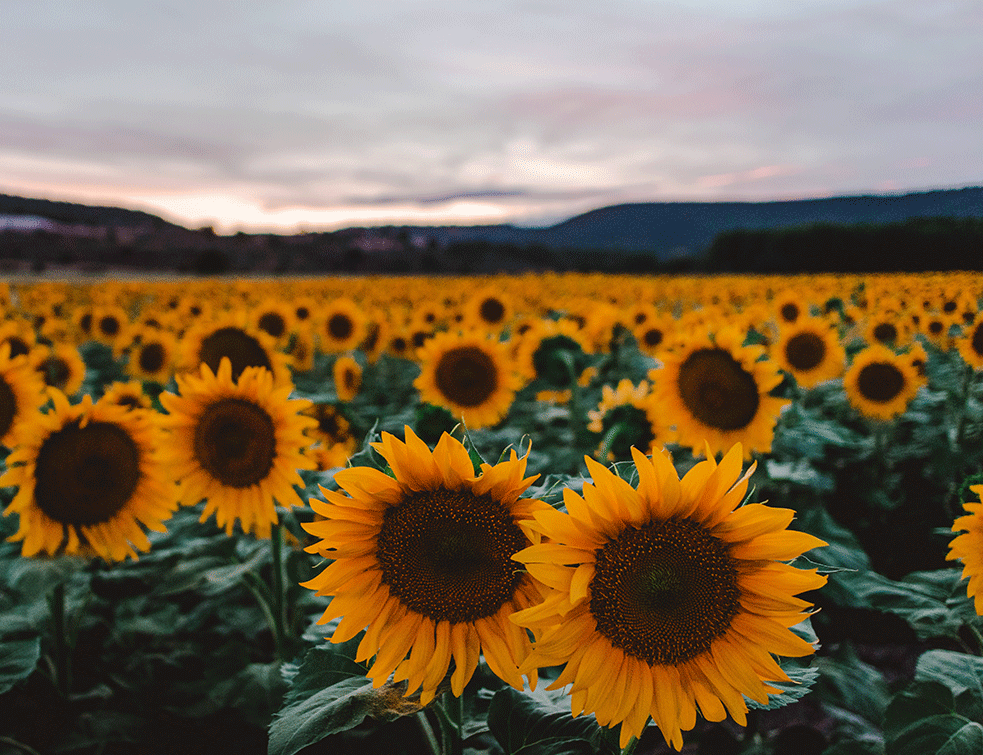 suncokretiUNsplash