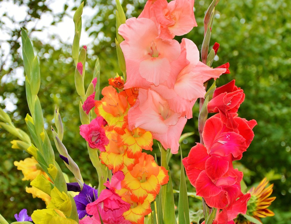 gladiole