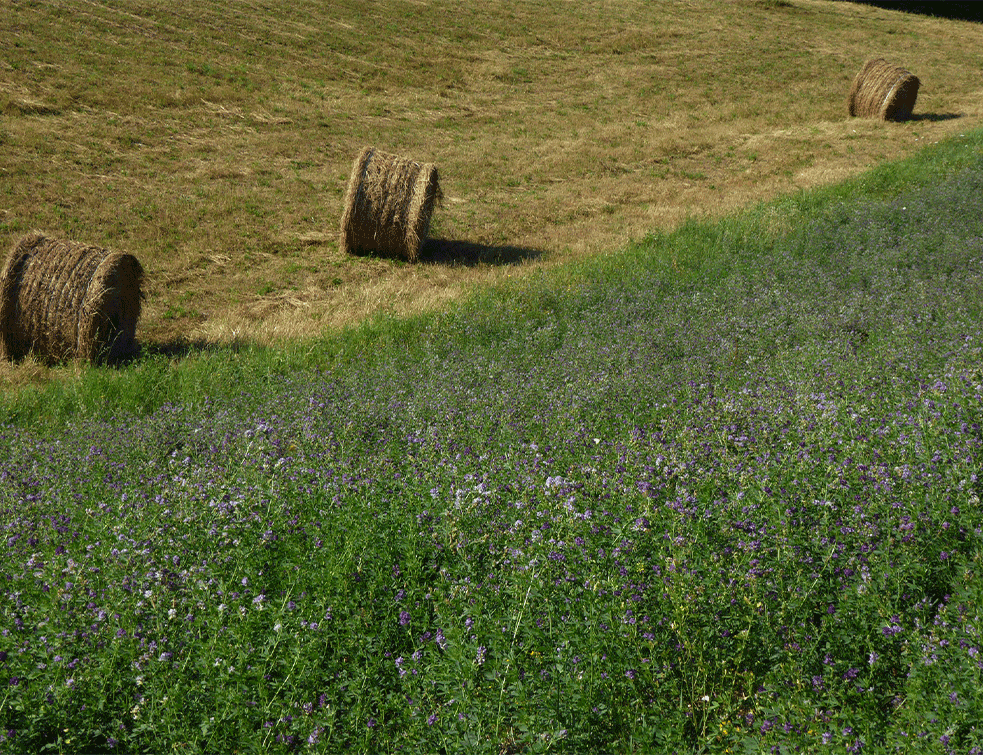 lucerka