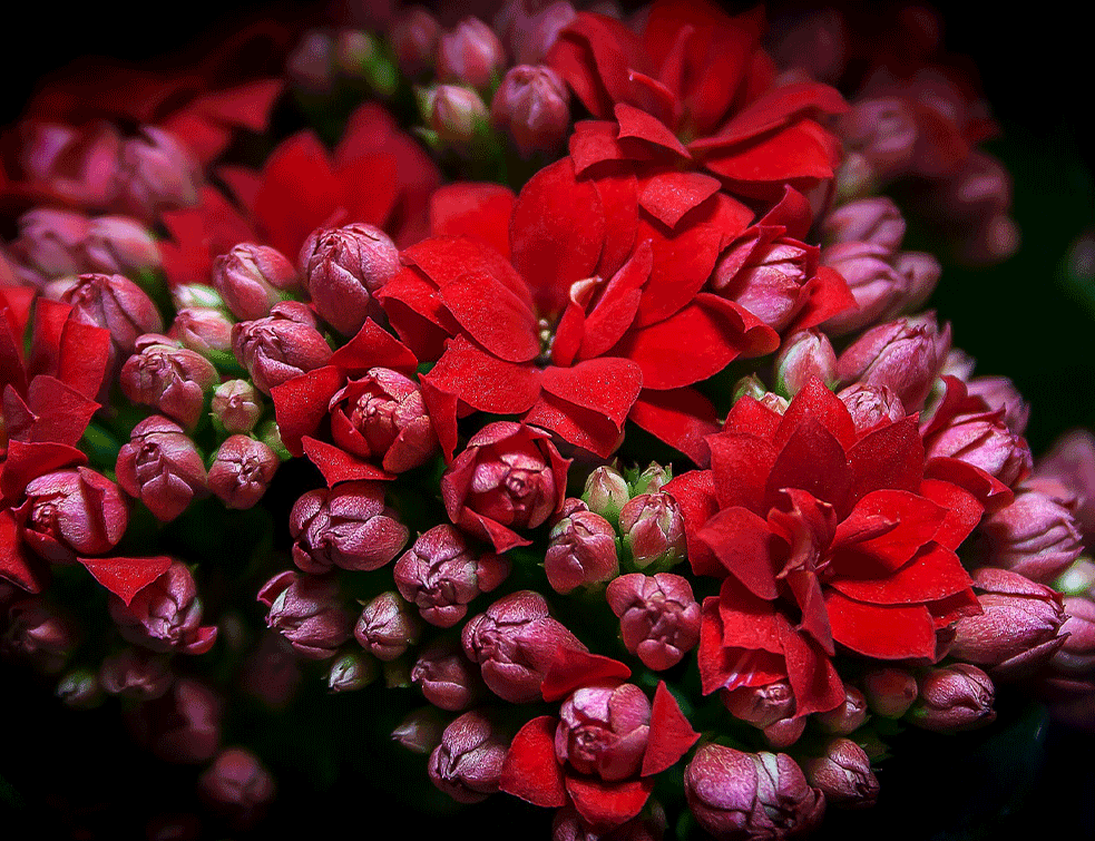 Kalanchoe-blossfeldiana