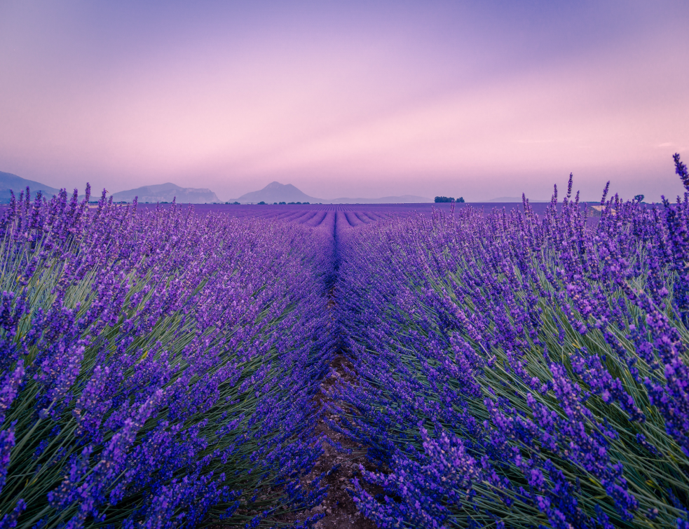 lavanda3Unsplash