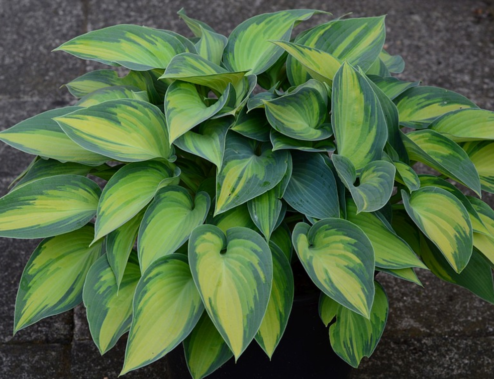 hosta