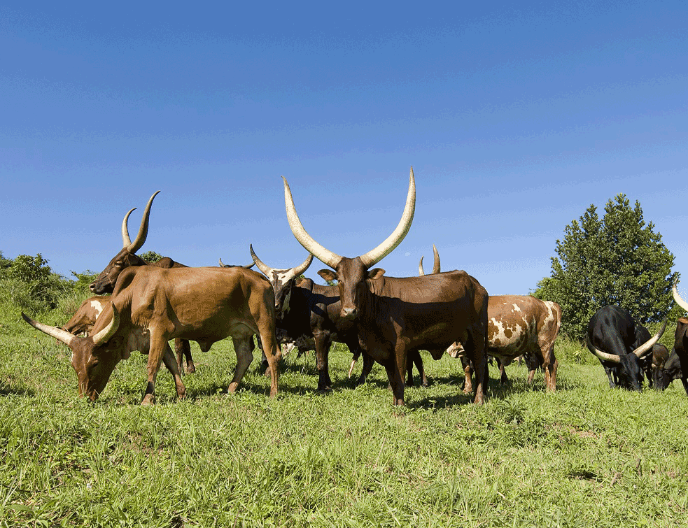 ankole