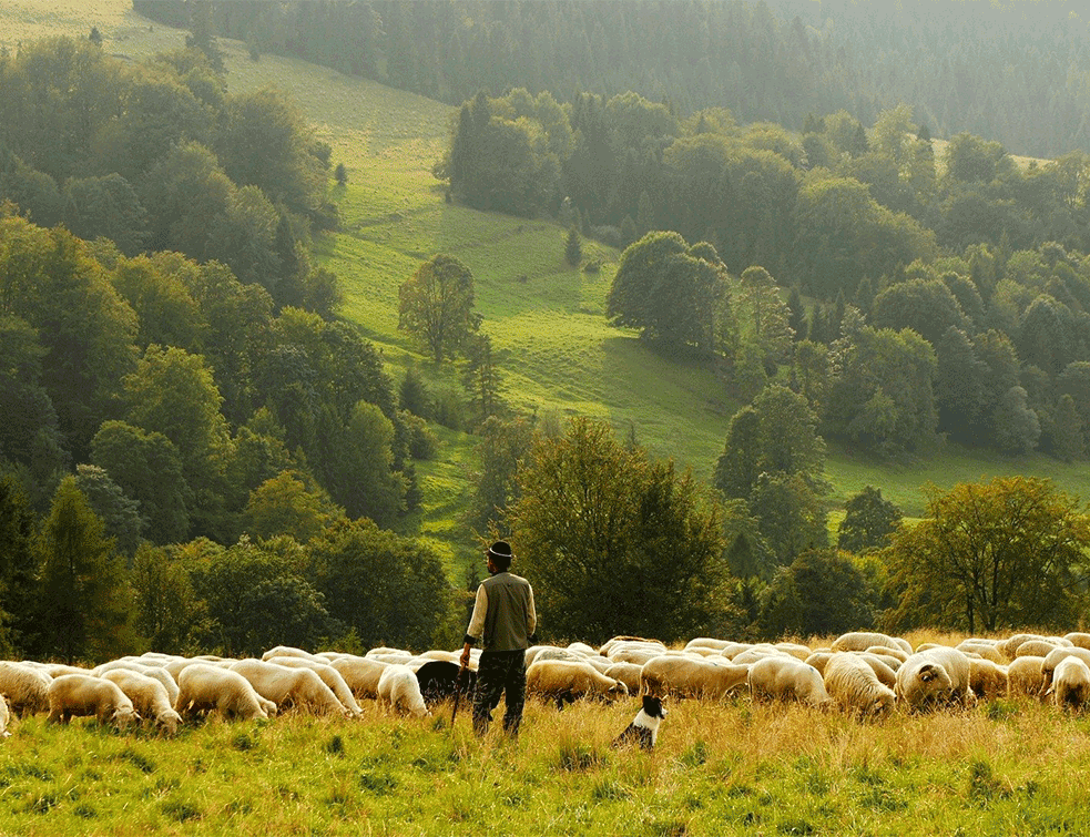 stocarstvo