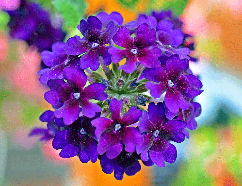 verbena2PX