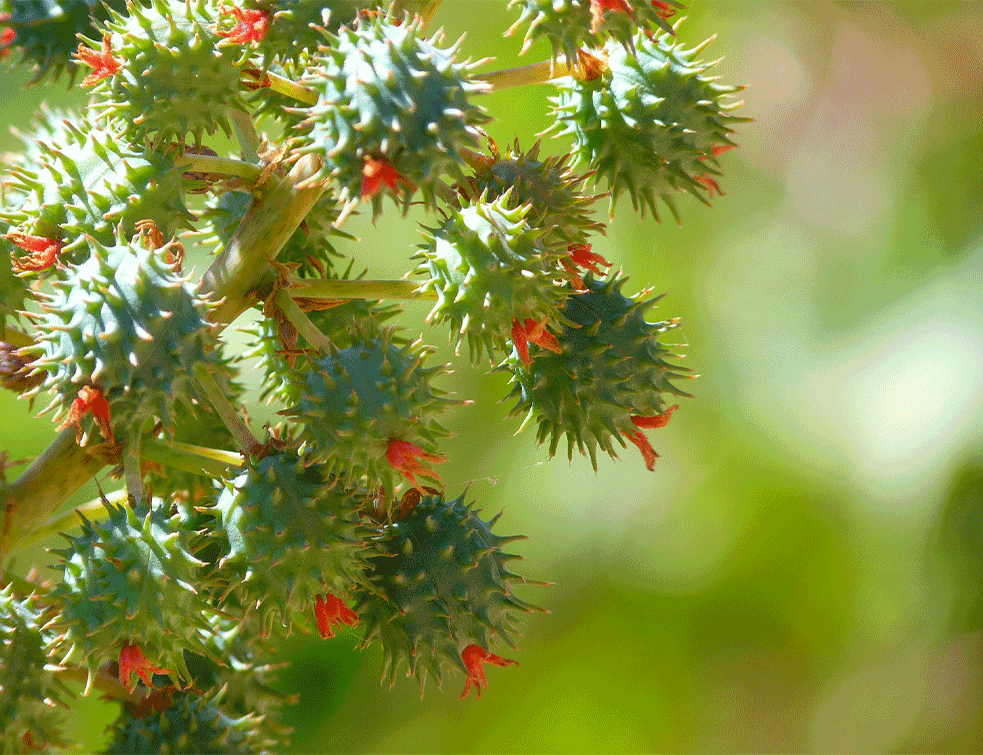 ricinus