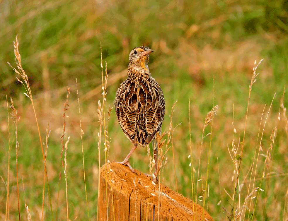 prepelica