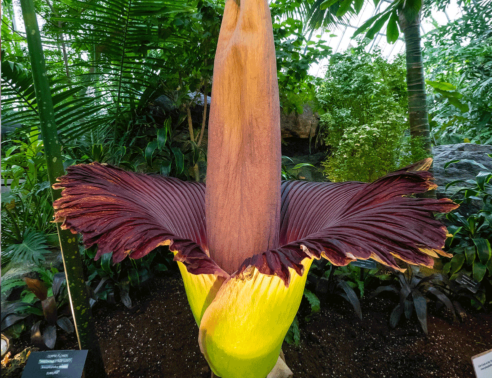 Amorphophallus-titanum