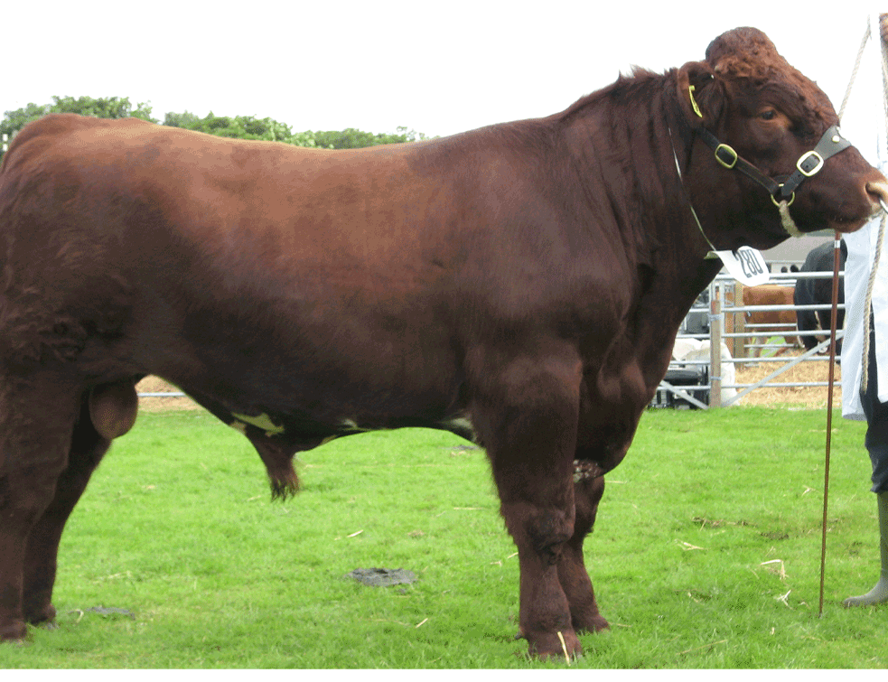 Shorthorn