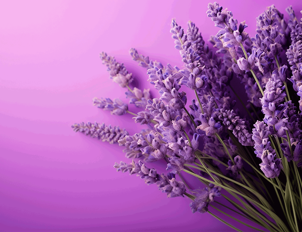 lavanda