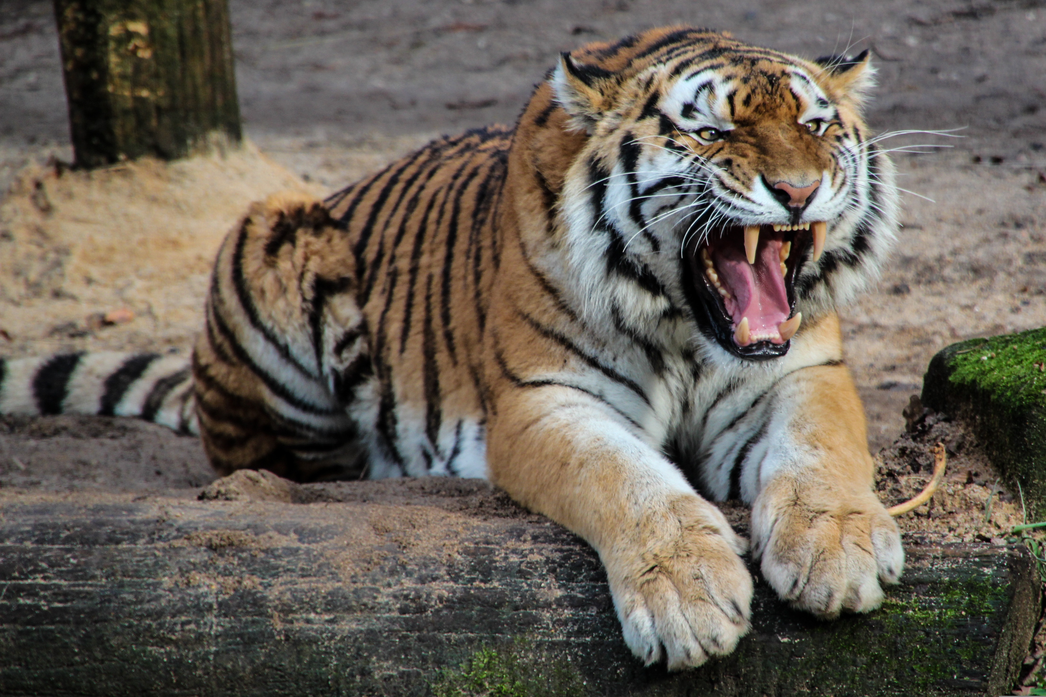 garten-gg-tiger-500118