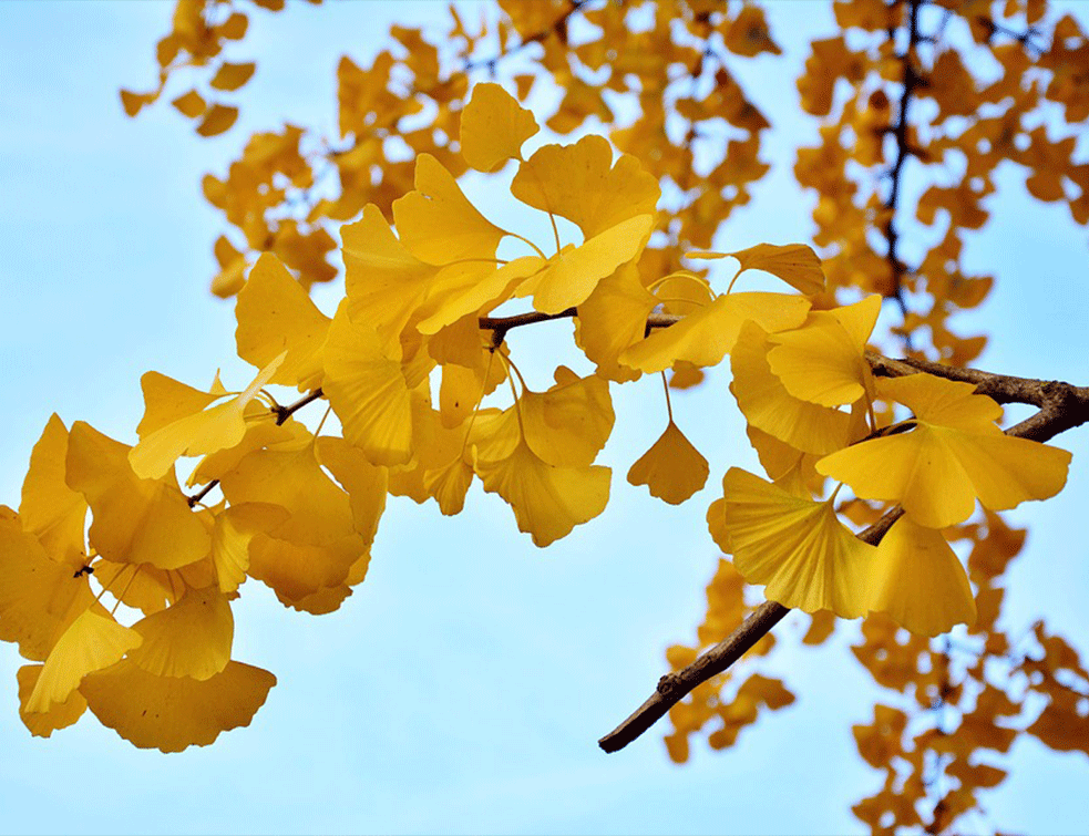 ginko1