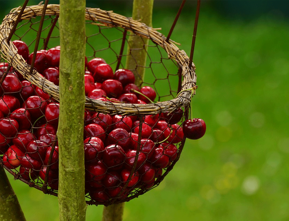 Foto:pixabay